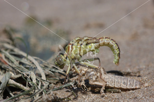 Rivierrombout (Gomphus flavipes)