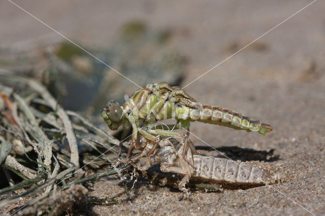 Rivierrombout (Gomphus flavipes)