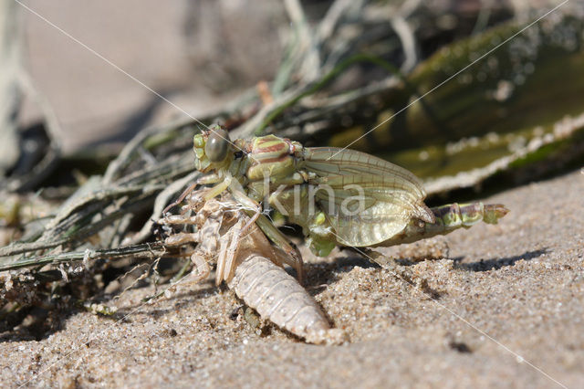 Rivierrombout (Gomphus flavipes)