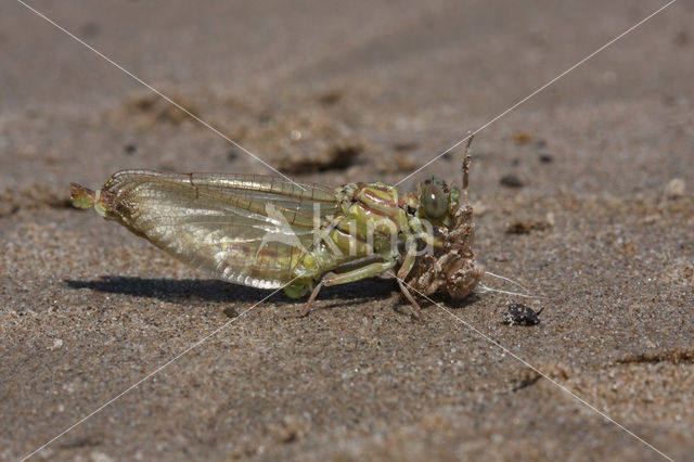 Rivierrombout (Gomphus flavipes)