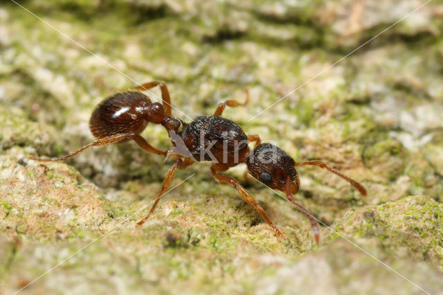 Rode steekmier (Myrmica rubra)