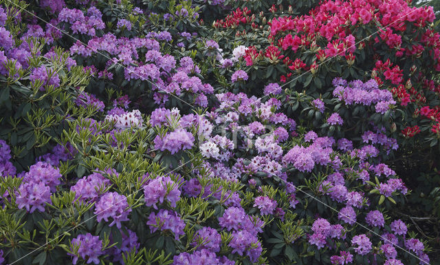 Rododendron (Rhododendron spec.)