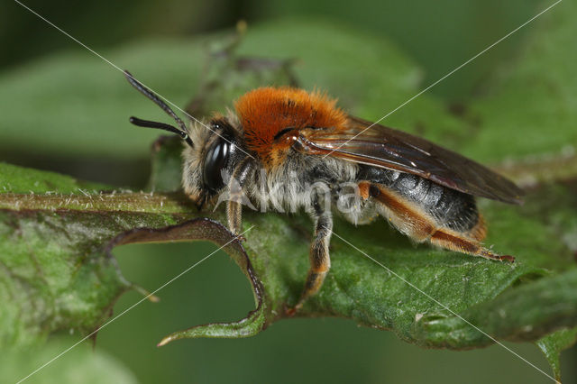 Early Mining Bee (Andrena haemorrhoa)