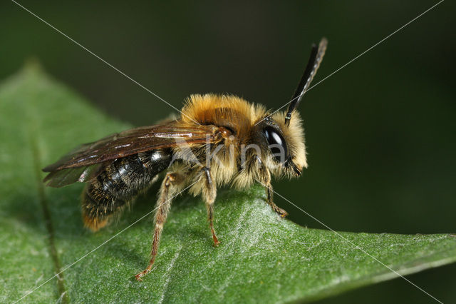 Roodgatje (Andrena haemorrhoa)