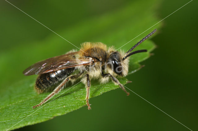 Roodgatje (Andrena haemorrhoa)