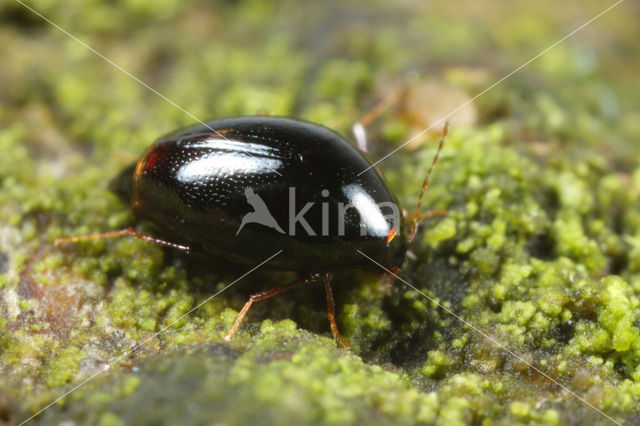 Scaphisoma agaricinum