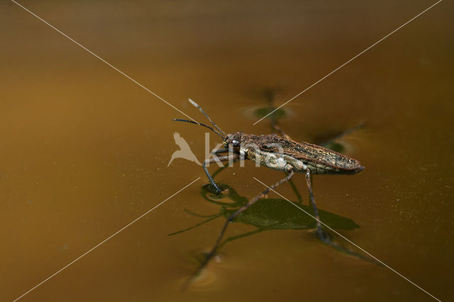 Schaatsenrijder (Gerris lacustris)