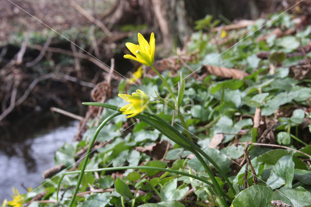 Schedegeelster (Gagea spathacea)