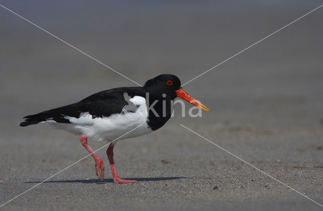 Scholekster (Haematopus ostralegus)