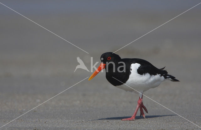 Scholekster (Haematopus ostralegus)