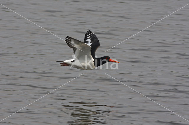 Scholekster (Haematopus ostralegus)