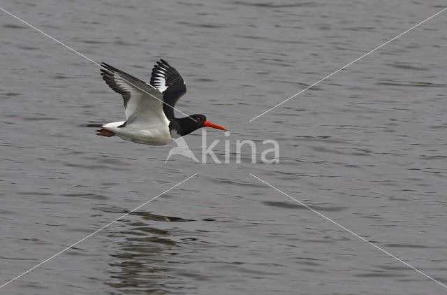 Scholekster (Haematopus ostralegus)