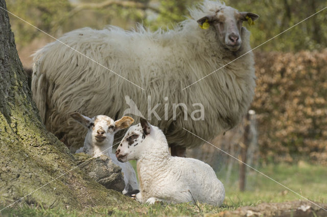 Schoonebeeker schaap (Ovis domesticus)