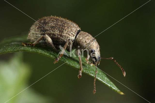 Sciaphilus asperatus