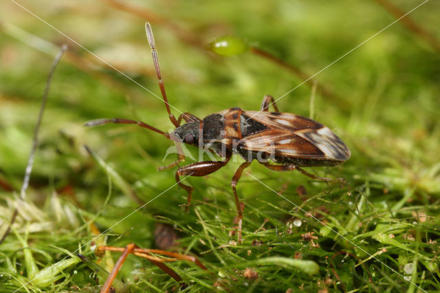 Scolopostethus pictus