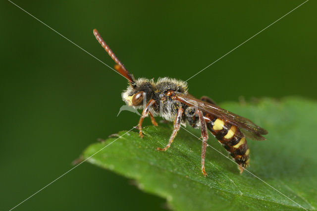 Sierlijke Wespbij (Nomada panzeri)