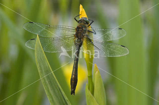 Smaragdlibel (Cordulia aenea)