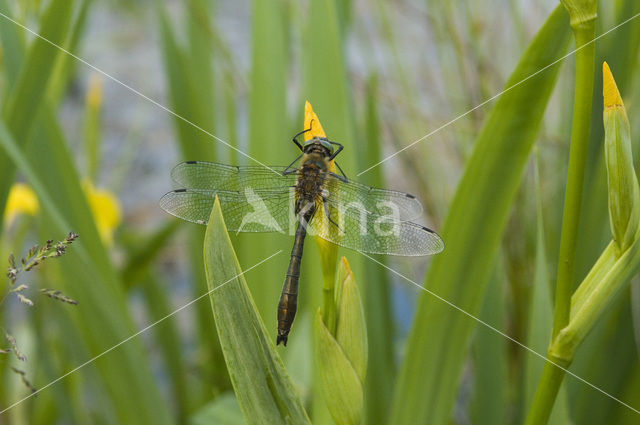 Smaragdlibel (Cordulia aenea)