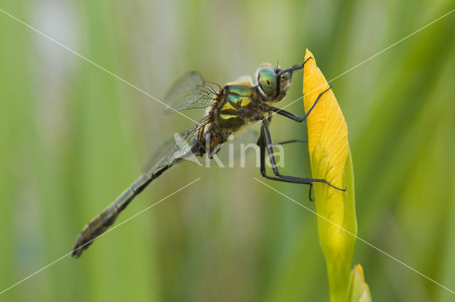 Smaragdlibel (Cordulia aenea)