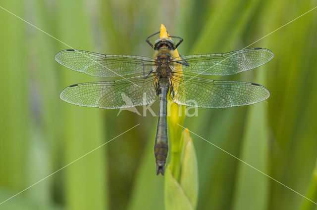 Smaragdlibel (Cordulia aenea)