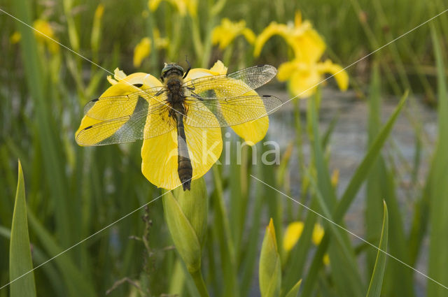 Smaragdlibel (Cordulia aenea)