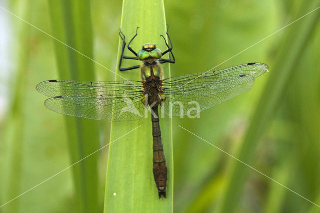 Smaragdlibel (Cordulia aenea)