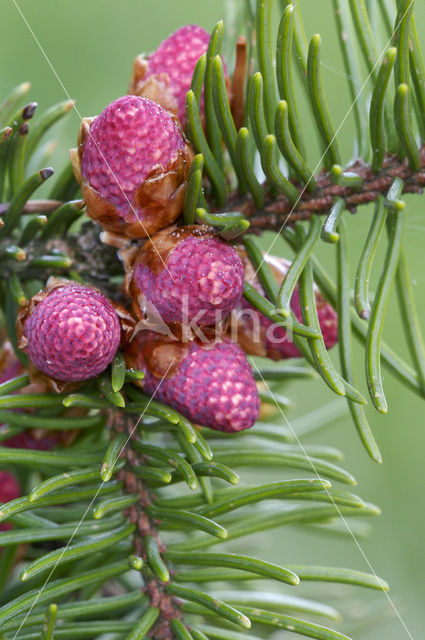 Spar (Abies spec.)