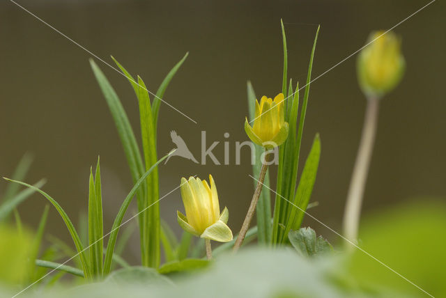 Speenkruid (Ranunculus ficaria)