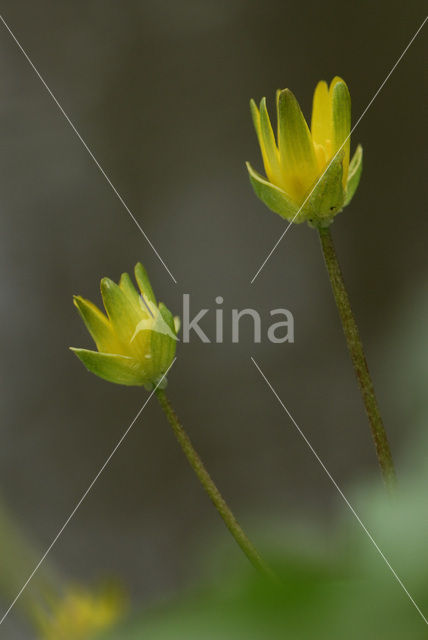 Speenkruid (Ranunculus ficaria)