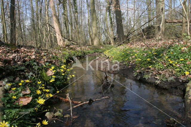 Speenkruid (Ranunculus ficaria)