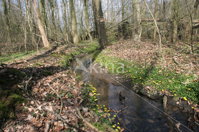 Speenkruid (Ranunculus ficaria)