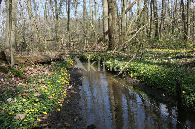 Speenkruid (Ranunculus ficaria)