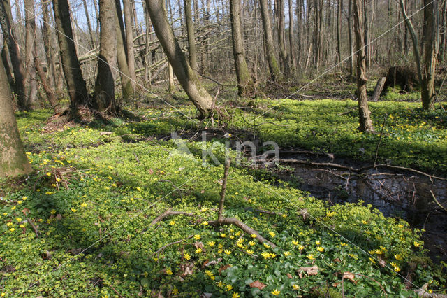 Speenkruid (Ranunculus ficaria)