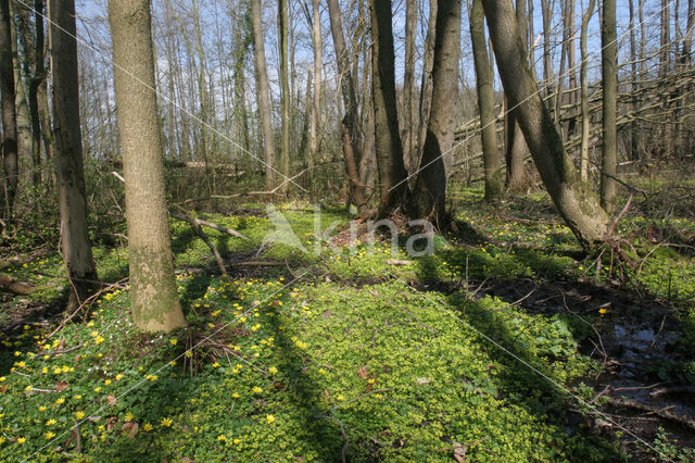 Speenkruid (Ranunculus ficaria)