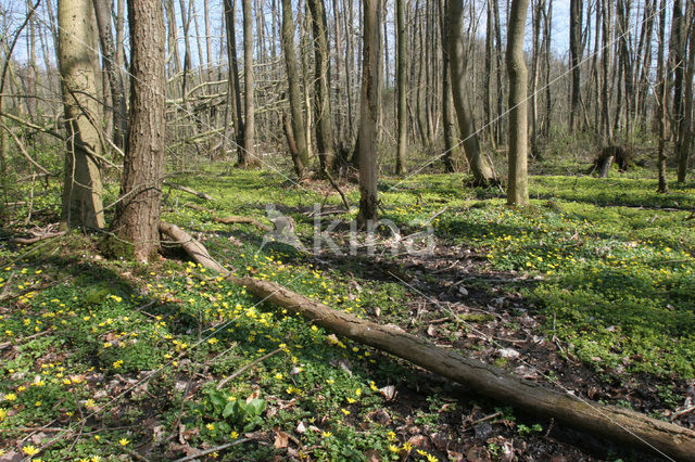 Speenkruid (Ranunculus ficaria)