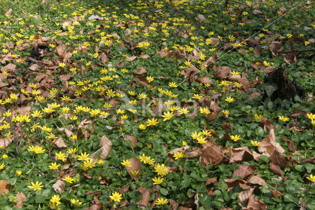 Speenkruid (Ranunculus ficaria)