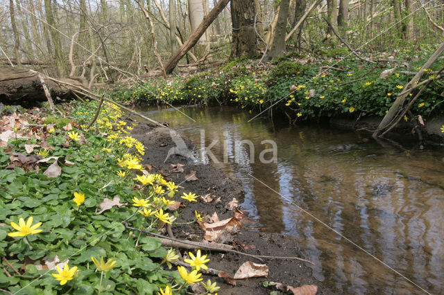 Speenkruid (Ranunculus ficaria)