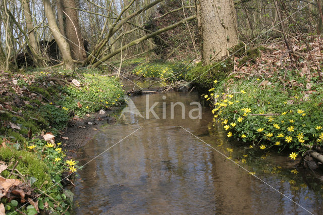 Speenkruid (Ranunculus ficaria)