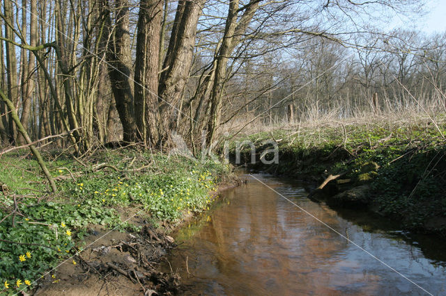 Speenkruid (Ranunculus ficaria)