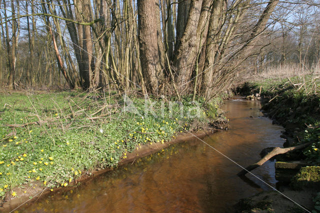 Speenkruid (Ranunculus ficaria)