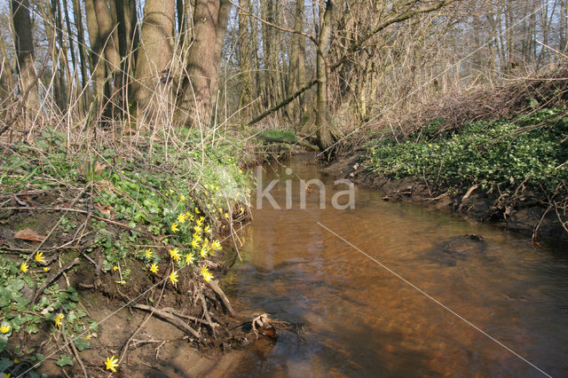 Speenkruid (Ranunculus ficaria)