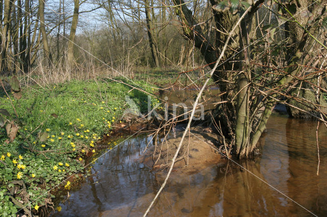 Speenkruid (Ranunculus ficaria)