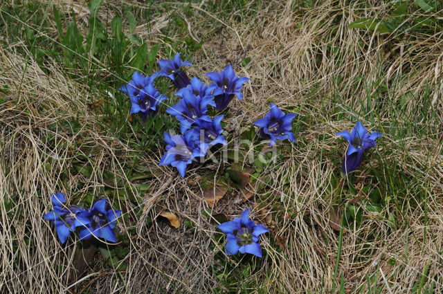 Stengelloze gentiaan (Gentiana acaulis)