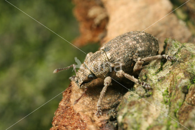 Strophosoma capitatum