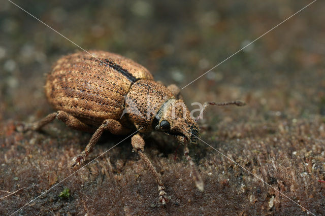 Strophosoma melanogrammum