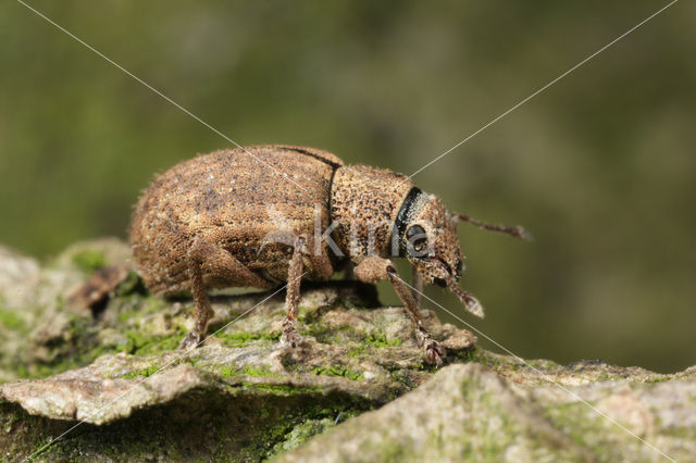 Strophosoma melanogrammum