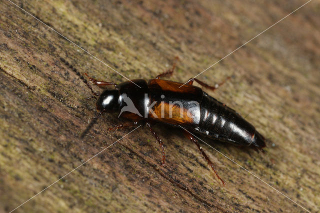 Tachinus subterraneus