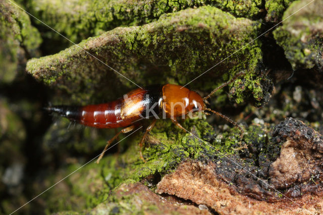 Tachyporus obtusus