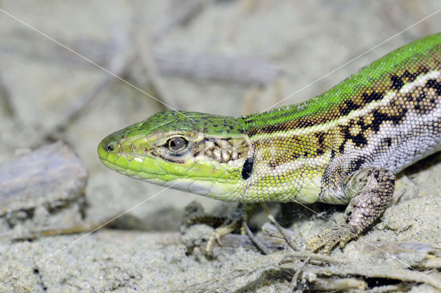 Taurische muurhagedis (Podarcis tauricus)