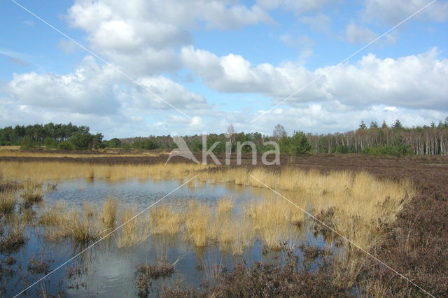 Tongerense Heide